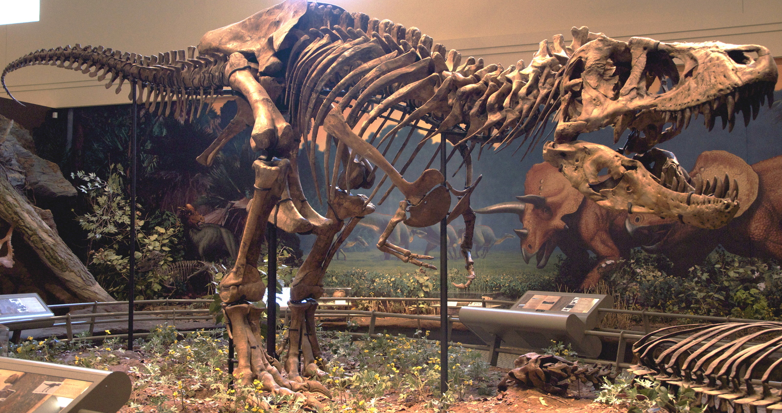 Самые знаменитые из знаменитейших. Тираннозавры Сью, Стен и Бакки | Пикабу
