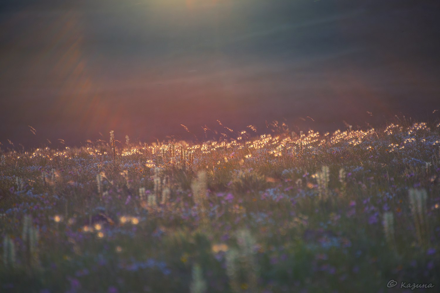 Blooming Altai Mountains. - The photo, The mountains, Flowers, beauty, Mountain Altai, Longpost, Altai Republic