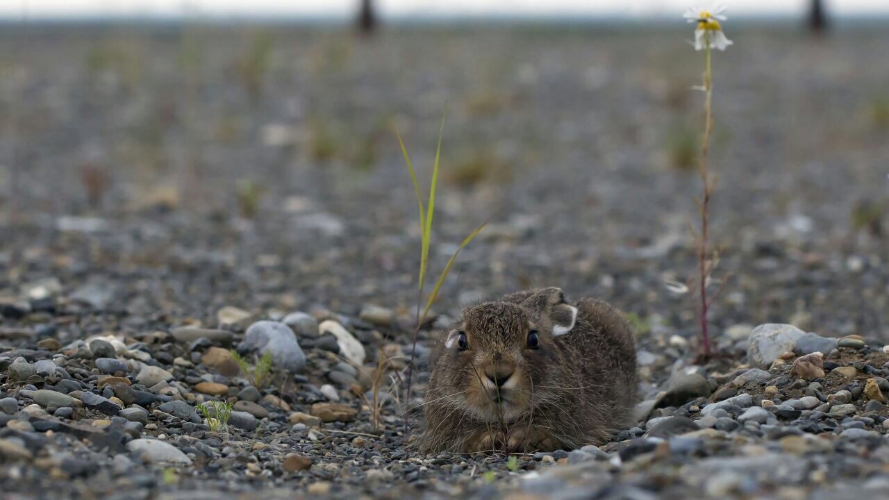 Beyond the Arctic Circle. - Tundra, Animals, The photo, Watch, hare, Longpost