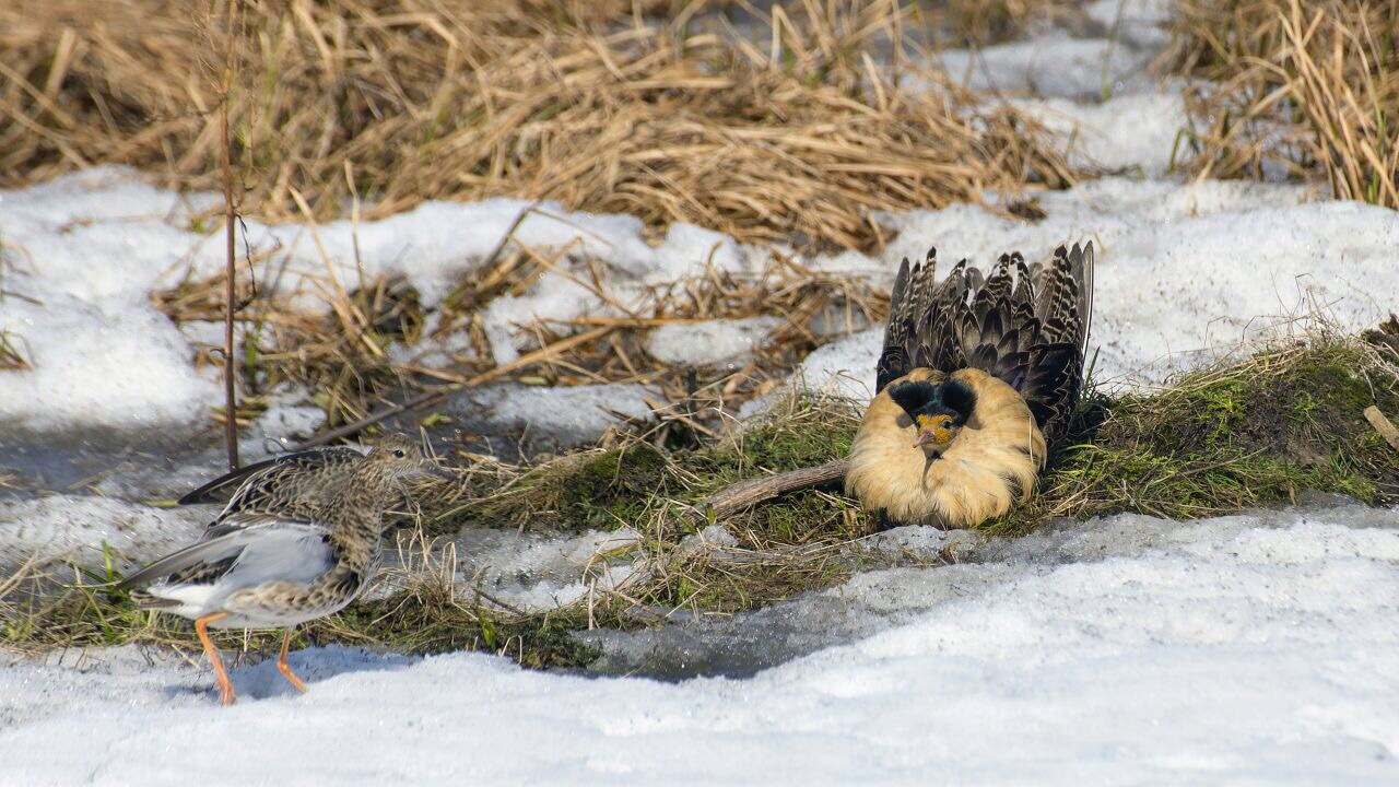 За северным полярным кругом. - Тундра, Животные, Фотография, Вахта, Зайчата, Длиннопост