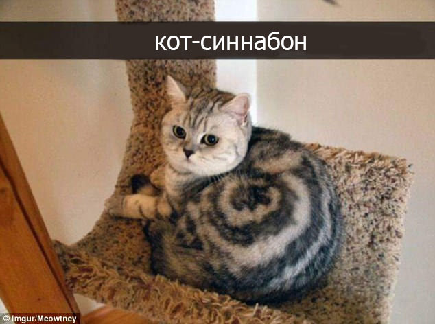 Кот-синнабон - Кот, Кошки и котята, Сходство, Питомец, Животные, Киски, Домашние животные