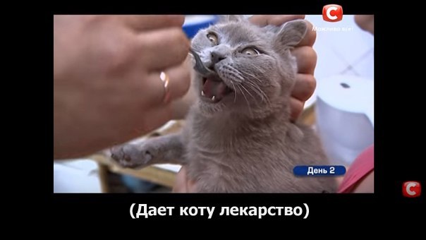 Subtitles are important - cat, Medications