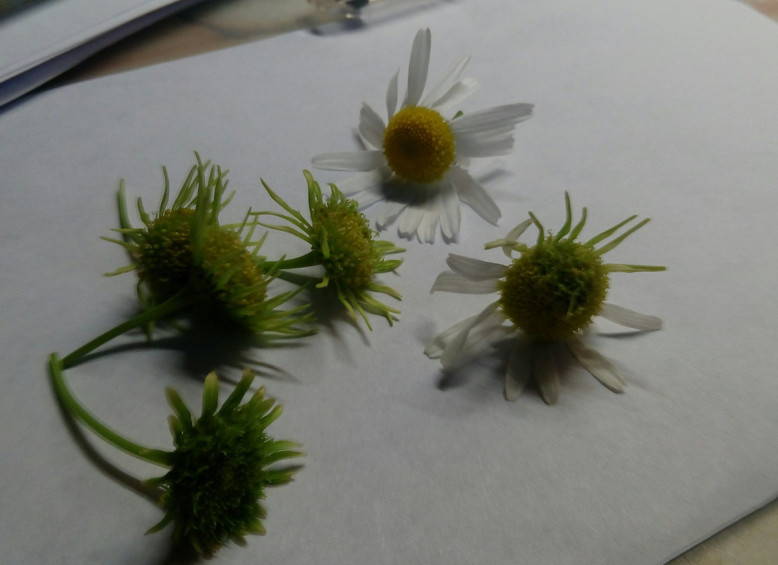 Mutant Daisies - My, Flowers, Chamomile, Mutant, Anomaly, Not like everyone else