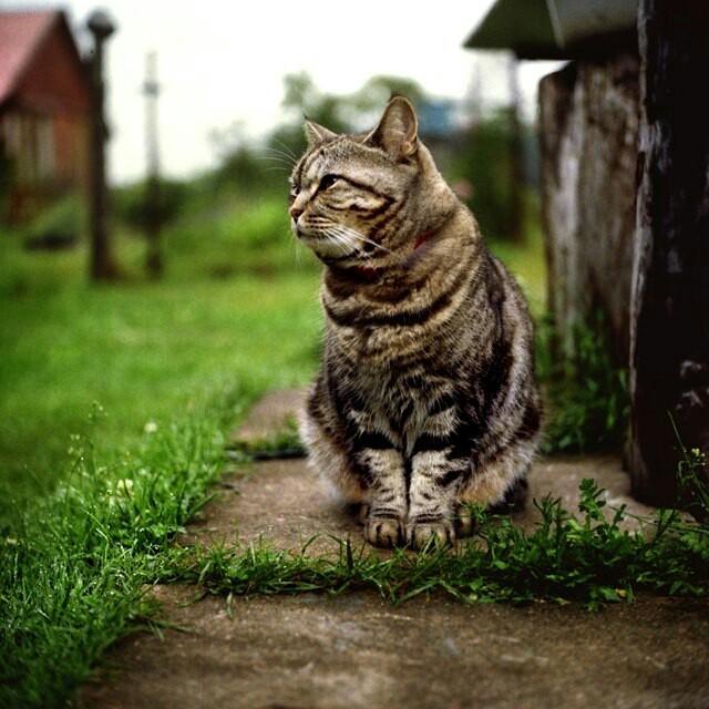 Dedicated to lovers of rustic comfort.Shot in Kyiv 60Kodak Portra film - My, The photo, camera roll, Village, Longpost