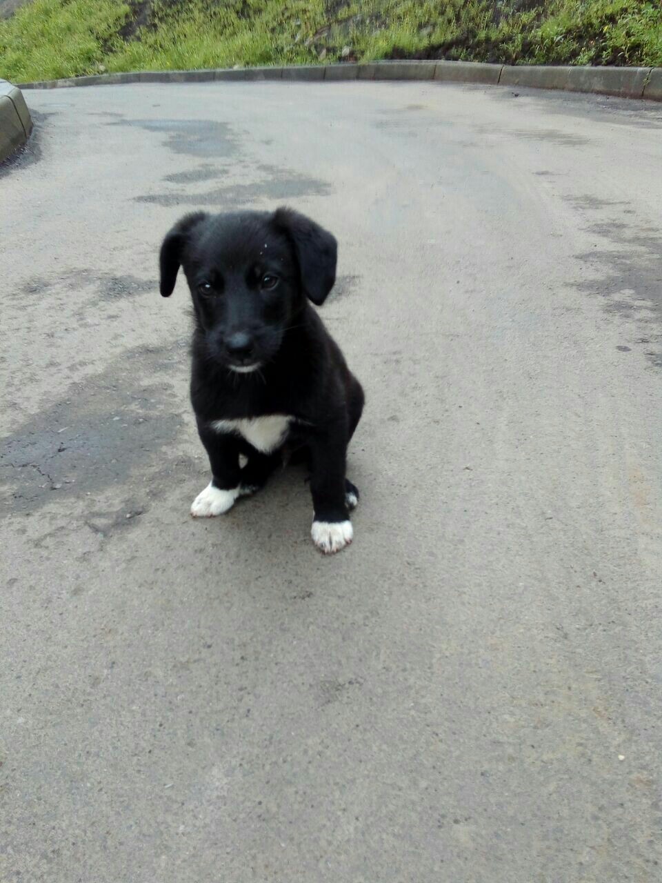 The power of peek-a-boo Irkutsk I appeal to you, kind people, help to attach two puppies. - My, The strength of the Peekaboo, Help, Irkutsk, Dog, Trouble, Heart, Longpost