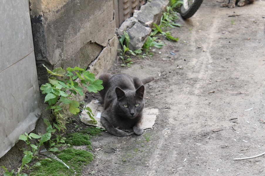 Мой личный Котоленд 86 - Моё, Кот, Липецк, Приют, Помощь, Доброта, Котоленд, Длиннопост, Приют Котоленд