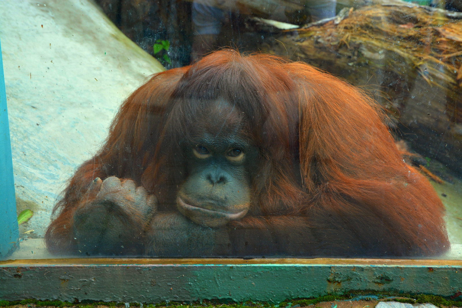 Sadness - My, Orangutan, Zoo, Animals, Izhevsk, Sadness