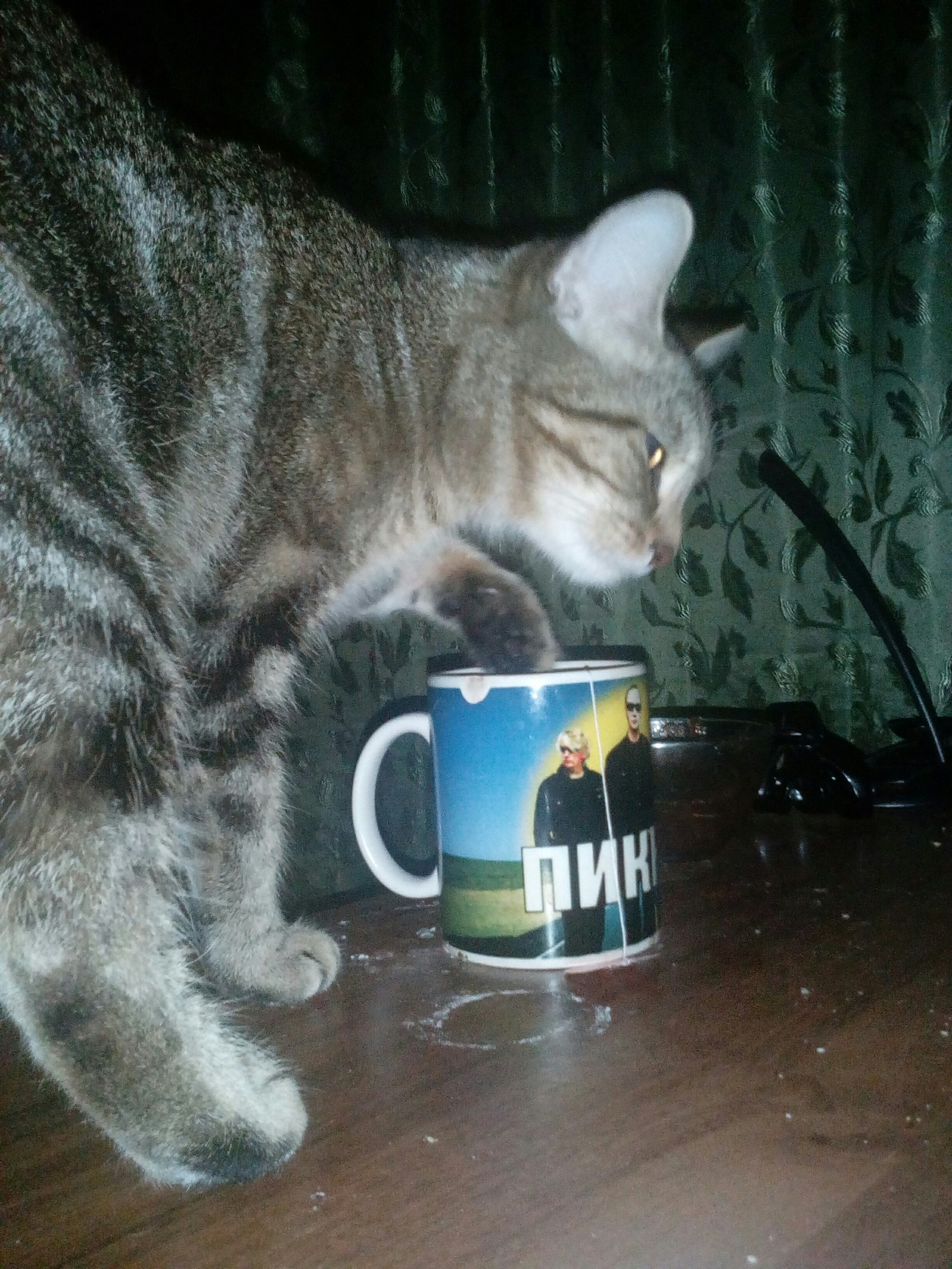 night tea - My, cat, Catomafia, Tea, Longpost