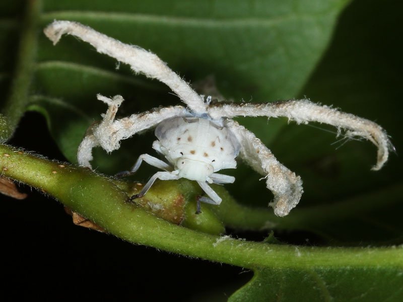 Carnival costume 80lvl - Stranger, Macro, Insects, Its own atmosphere, Twitter, Longpost, Macro photography