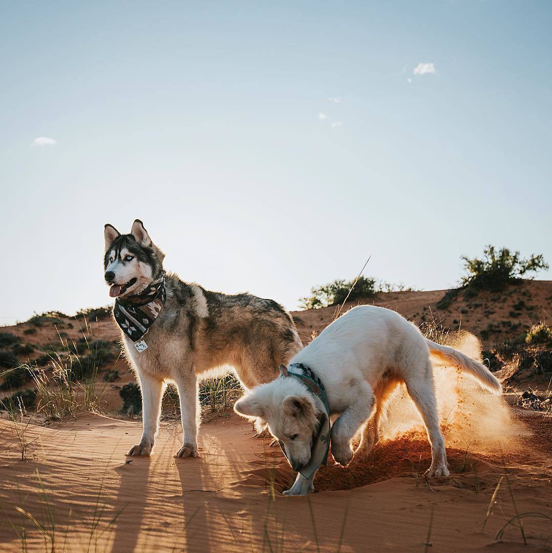 Friends - The photo, Dog, Husky, Longpost