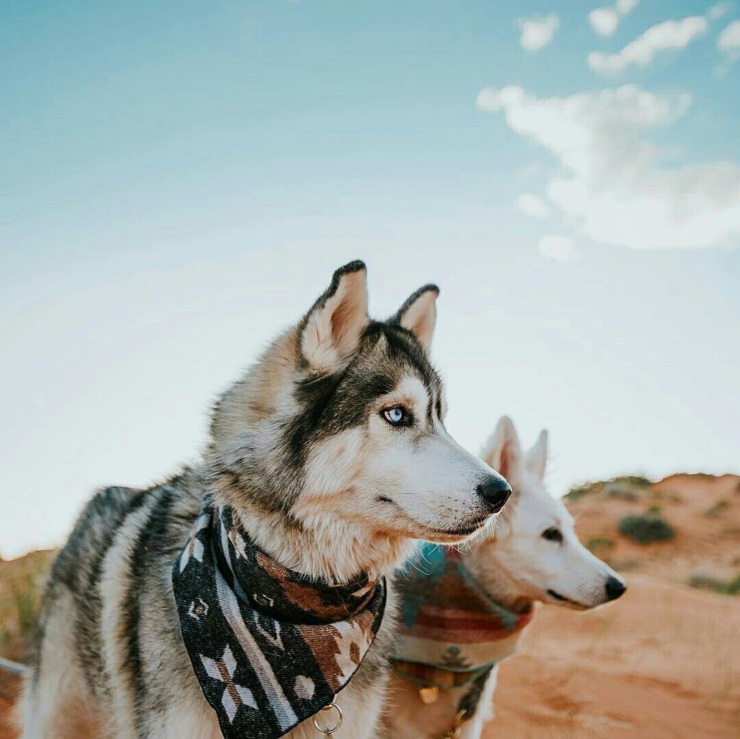 Friends - The photo, Dog, Husky, Longpost