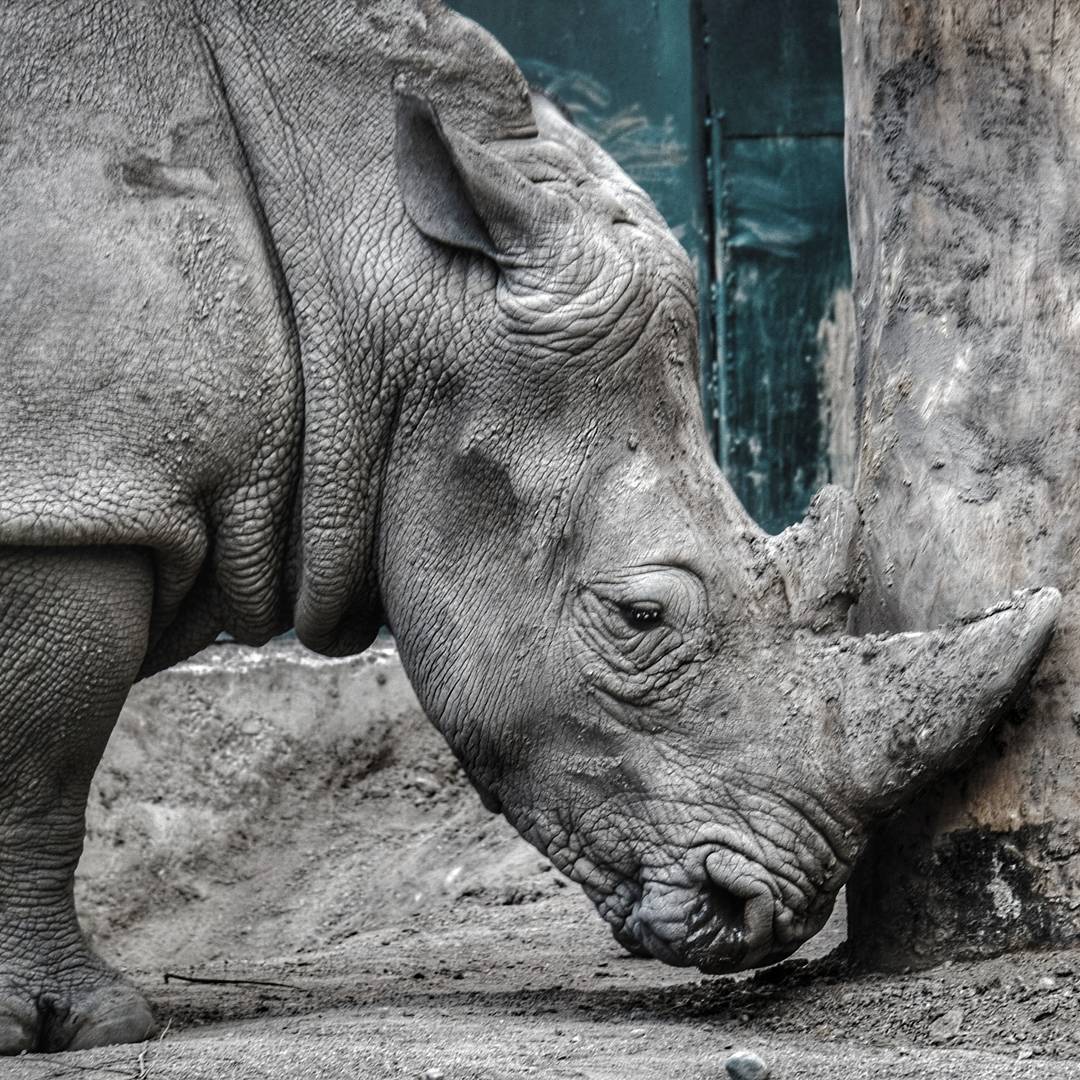 Giants of the Almaty Zoo - My, My, Zoo, Longpost, Almaty