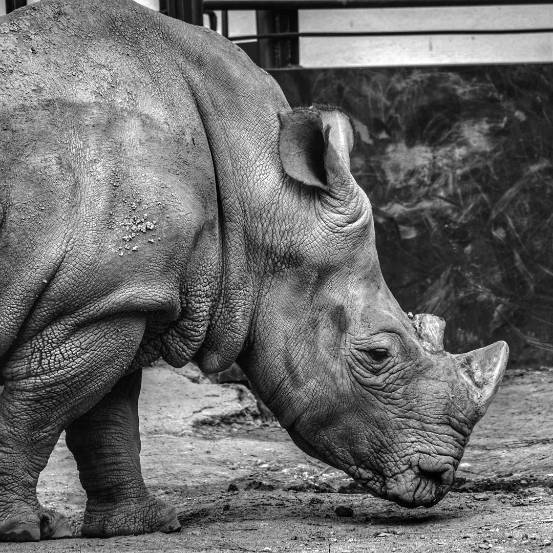 Giants of the Almaty Zoo - My, My, Zoo, Longpost, Almaty