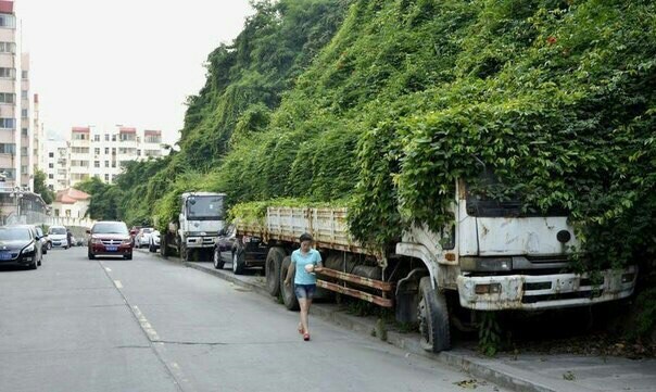 disguise - Truck, Thicket