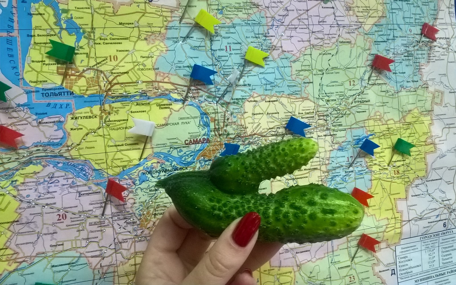 WHAT A SUMMER - SUCH AND CUCUMBERS! - My, Cucumbers, , Dacha, Samara, Samara Region, Summer