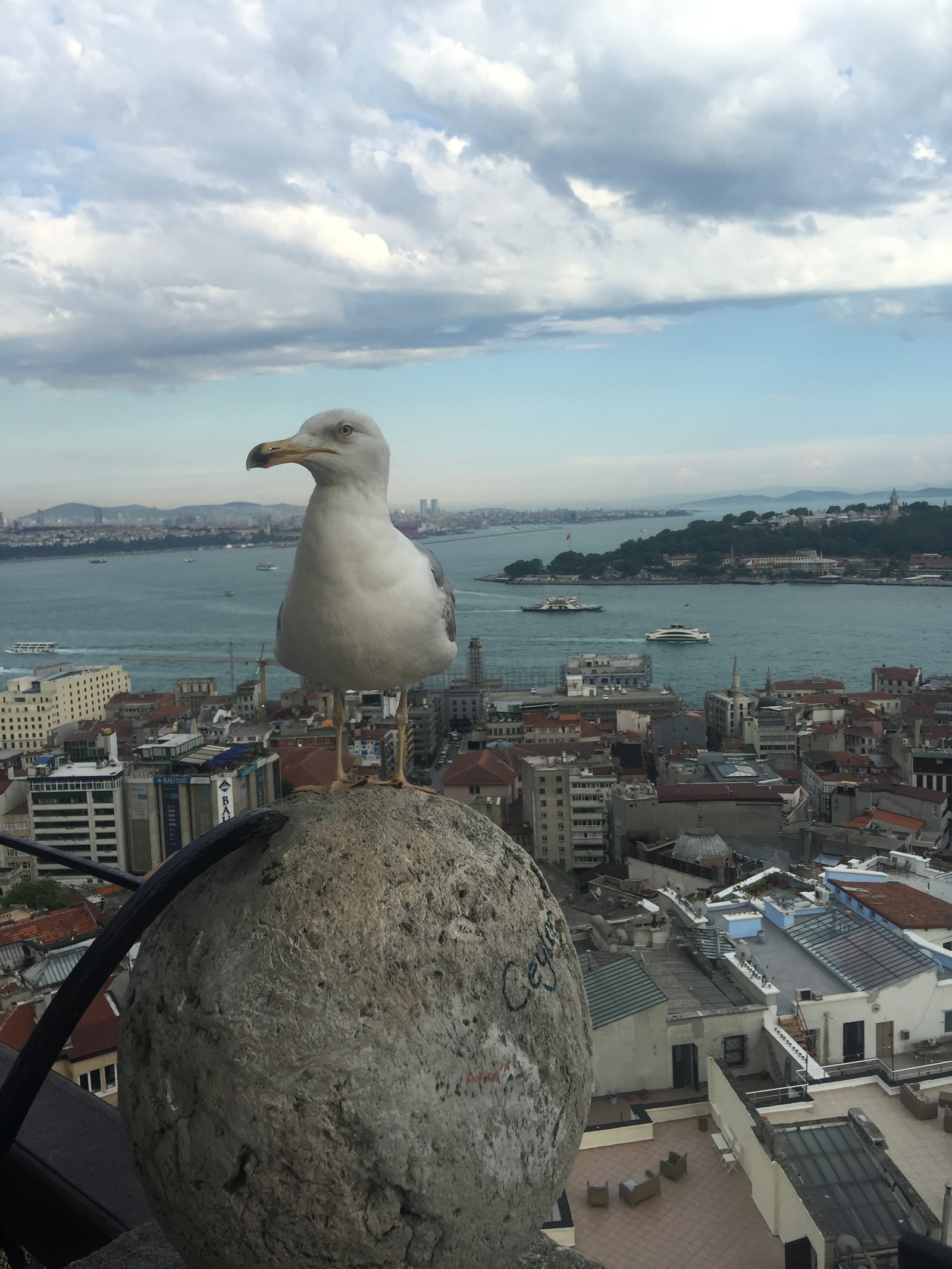 Che came? - My, Istanbul, Bosphorus, , Seagulls