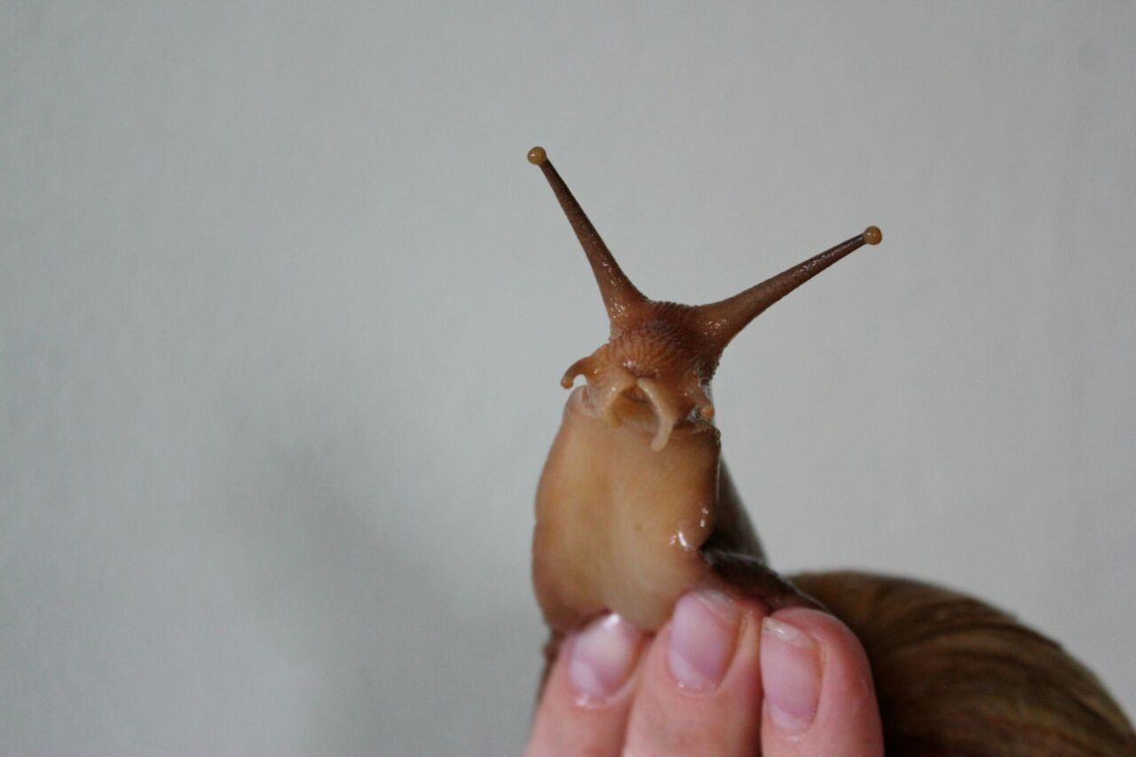 Giant snail-Achatina. - My, Snot, Achatina, Pet, Longpost, Slug, Pets