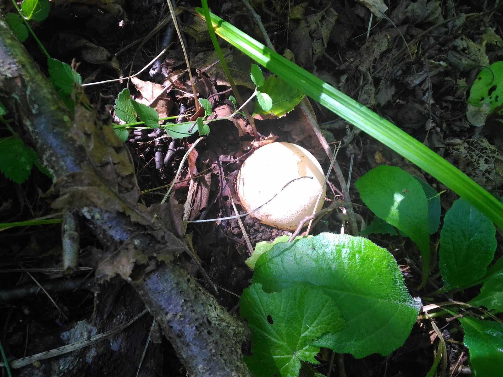 What kind of mushroom? - My, Mushrooms, My, Forest, Mushroom pickers