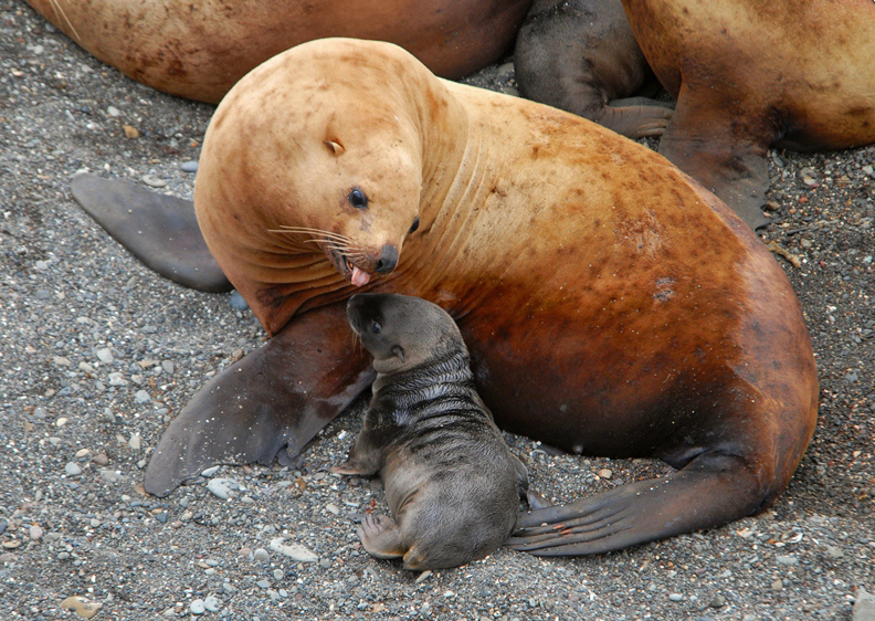 Seal Island - Sakhalin, Island, Fur seal, Without people, Longpost