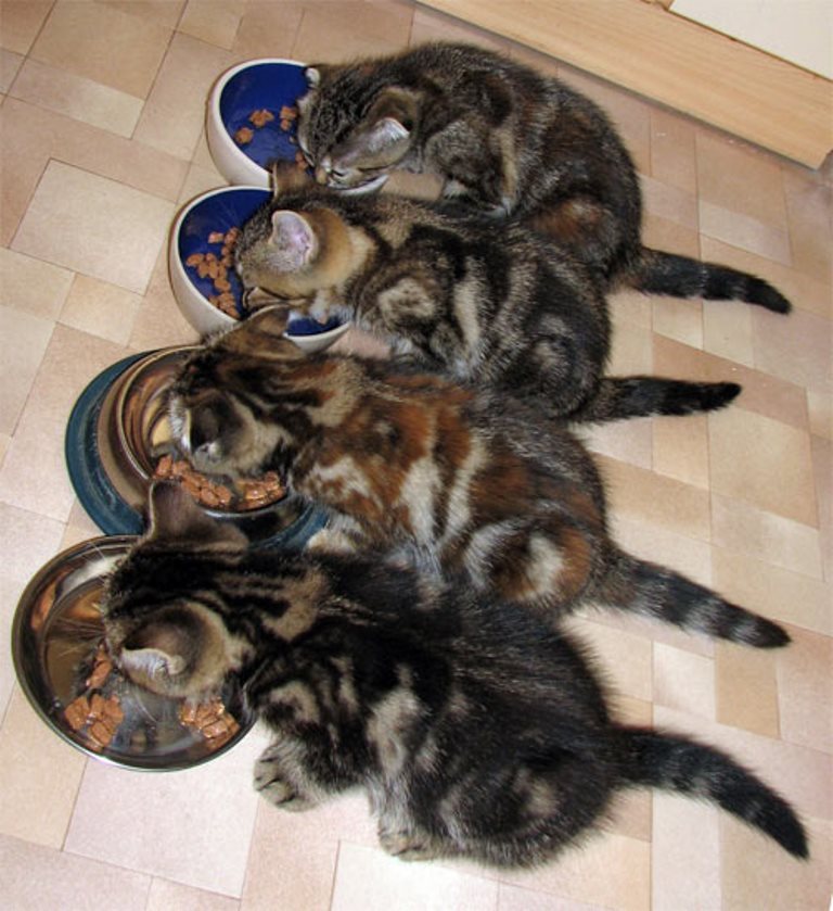 Cat team at the feeder - cat, Four, Eat