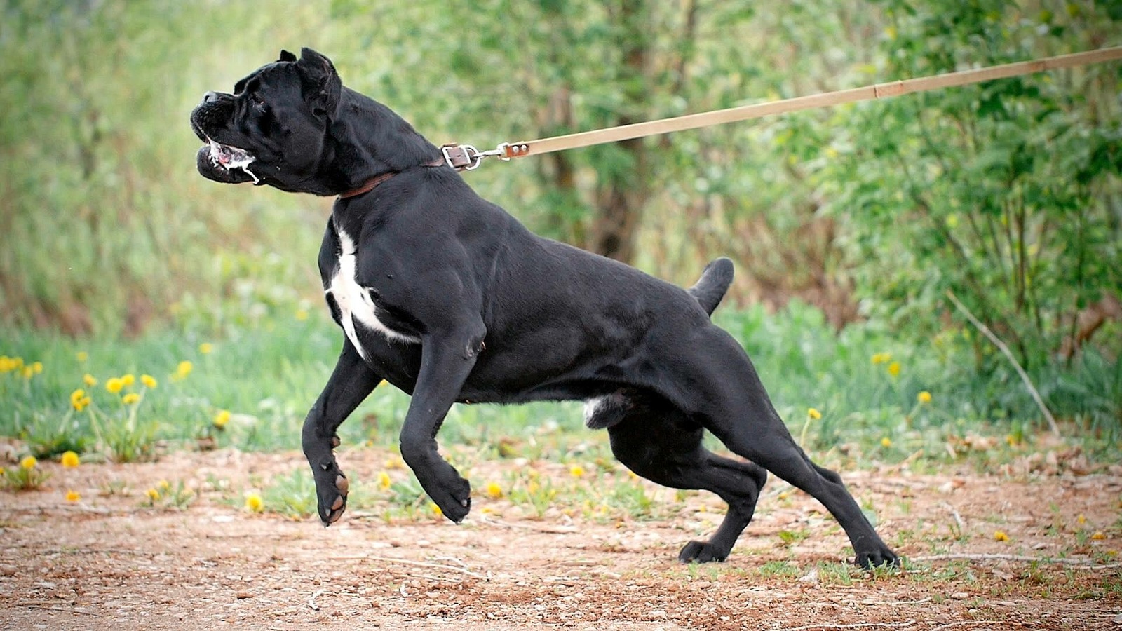 Cane Corso Divergent - pikabu.monster.