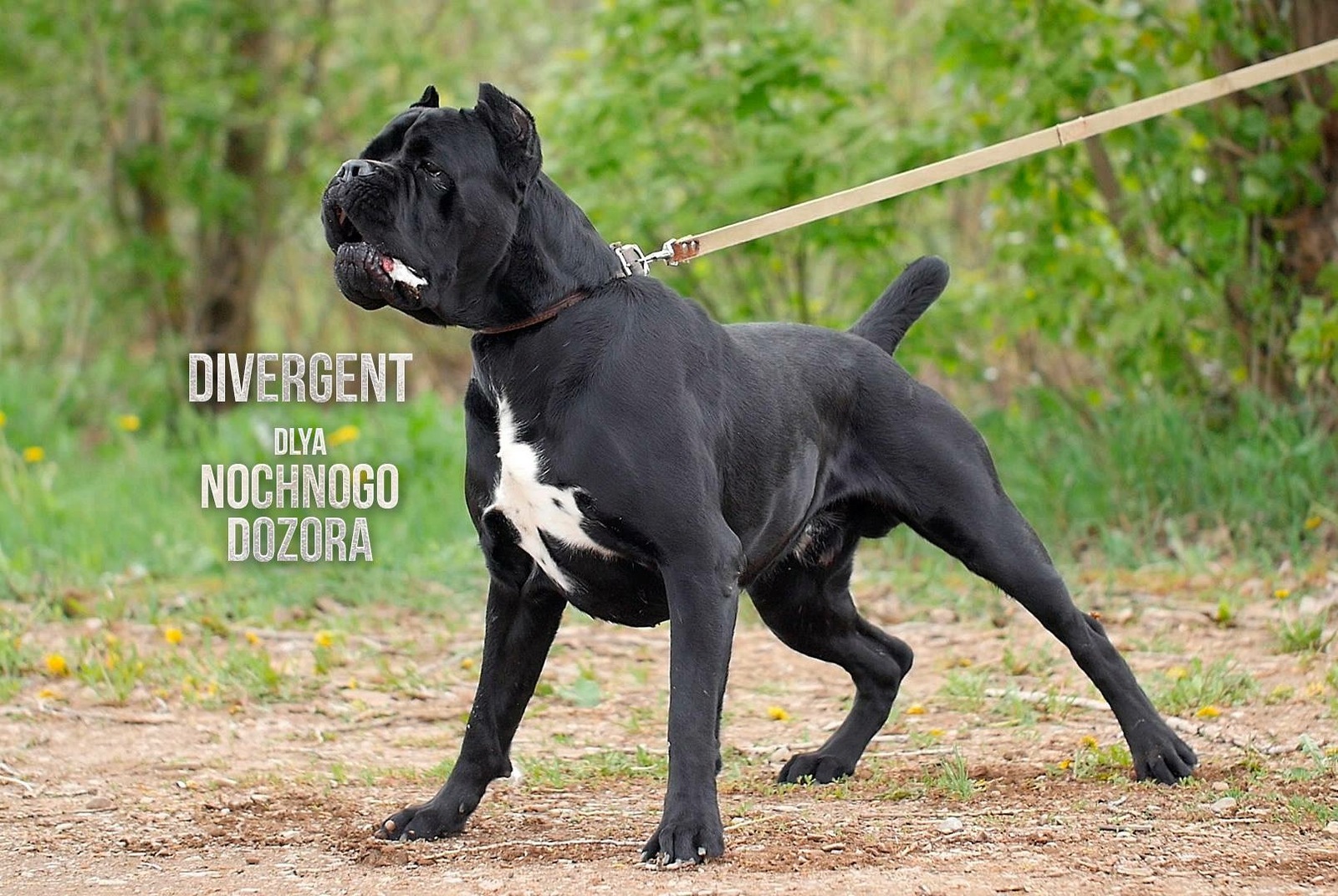 Cane Corso Divergent - My, Cane Corso, Pet, Longpost, Dog, Pets