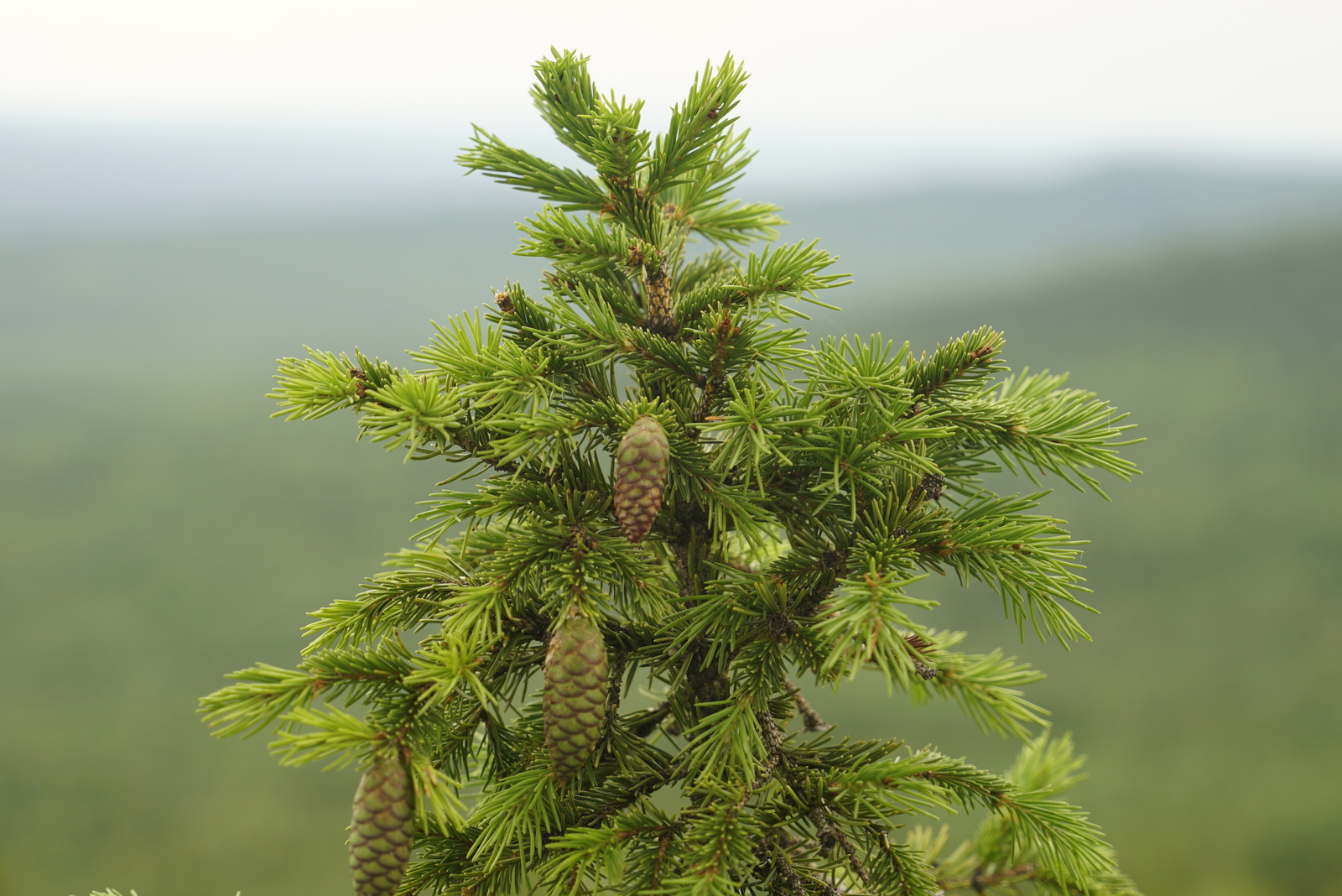 Visimsky Reserve - My, , Reserve, Nature, Travels, Ural, Sverdlovsk region, Tourism, Longpost, Reserves and sanctuaries