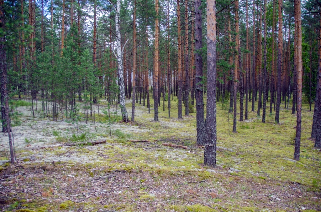 Стационар на р.Лух июль 17го - Моё, Лето, Жара, Отдых, Лесное, Длиннопост