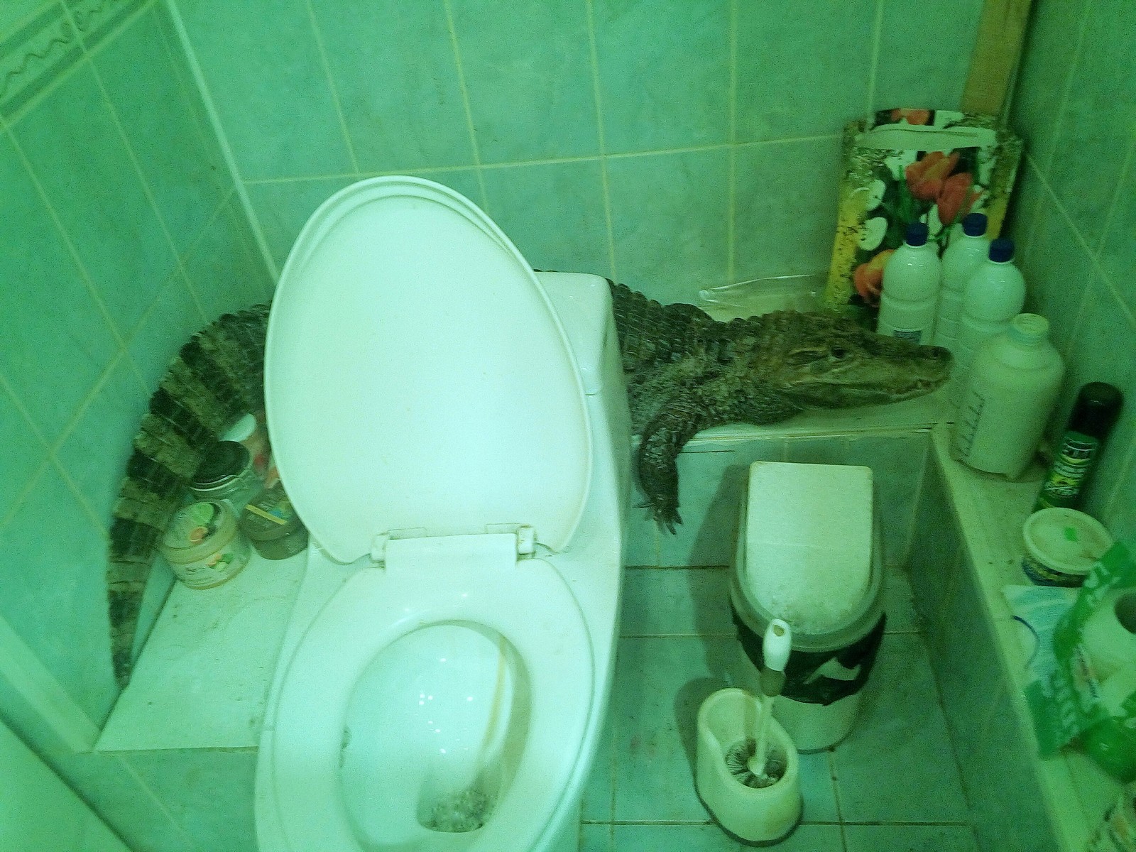 Ahh, a crocodile in the bathroom... - My, Crocodile, Reptiles, Animals, Pet, Terrariumistics, Crocodile Gena, Humor, Bath, Crocodiles, Pets