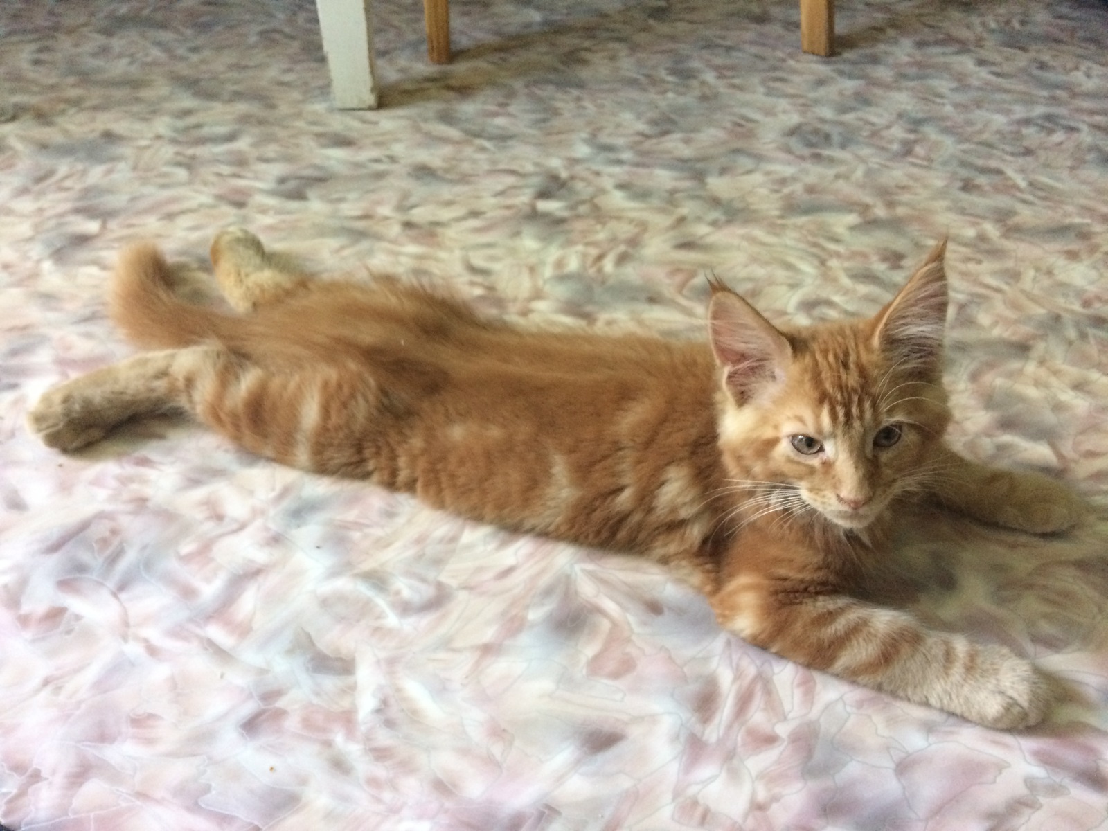 red gremlin - My, cat, Maine Coon, Redheads, Pet, Animals, Catomafia, Longpost, Pets