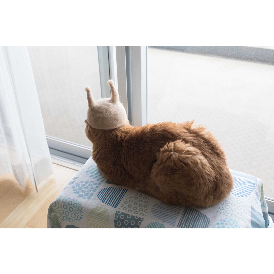 Instagram cats - Milota, cat, , Longpost