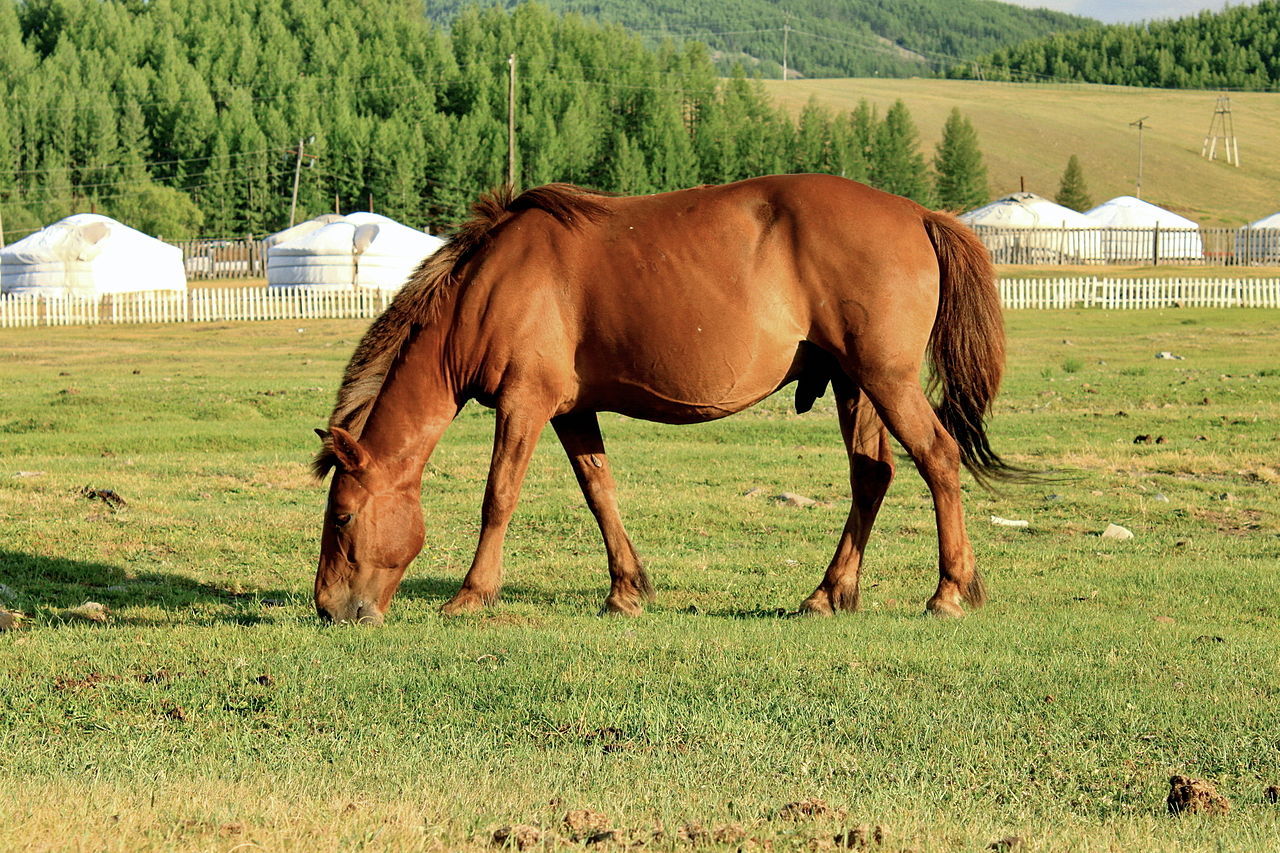 Cult of the horseman god - Russia, Ossetia, Paganism, Orthodoxy, Story, Christianity, Longpost