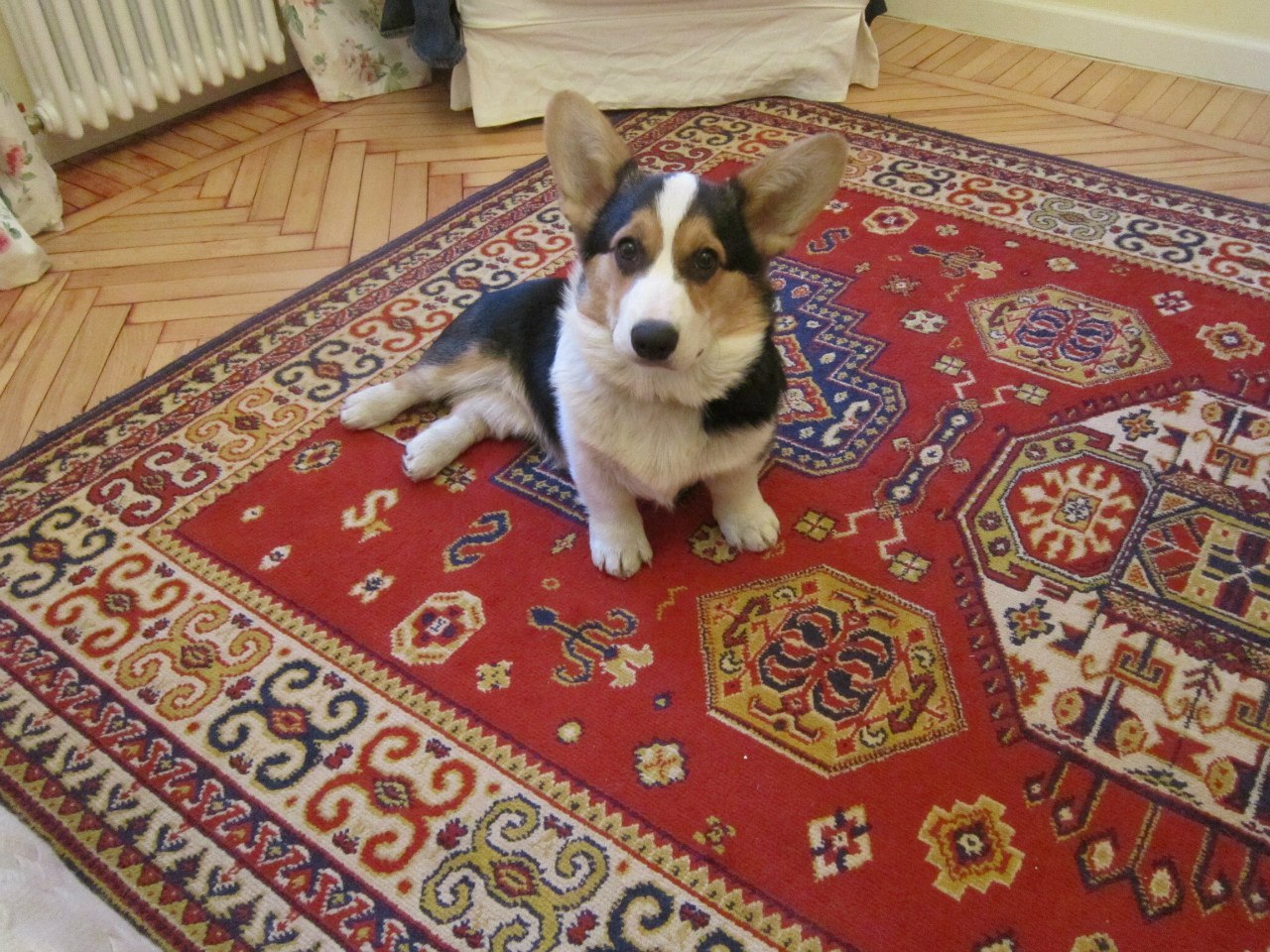 Biscuit - Corgi, Pet, Dog, Pets