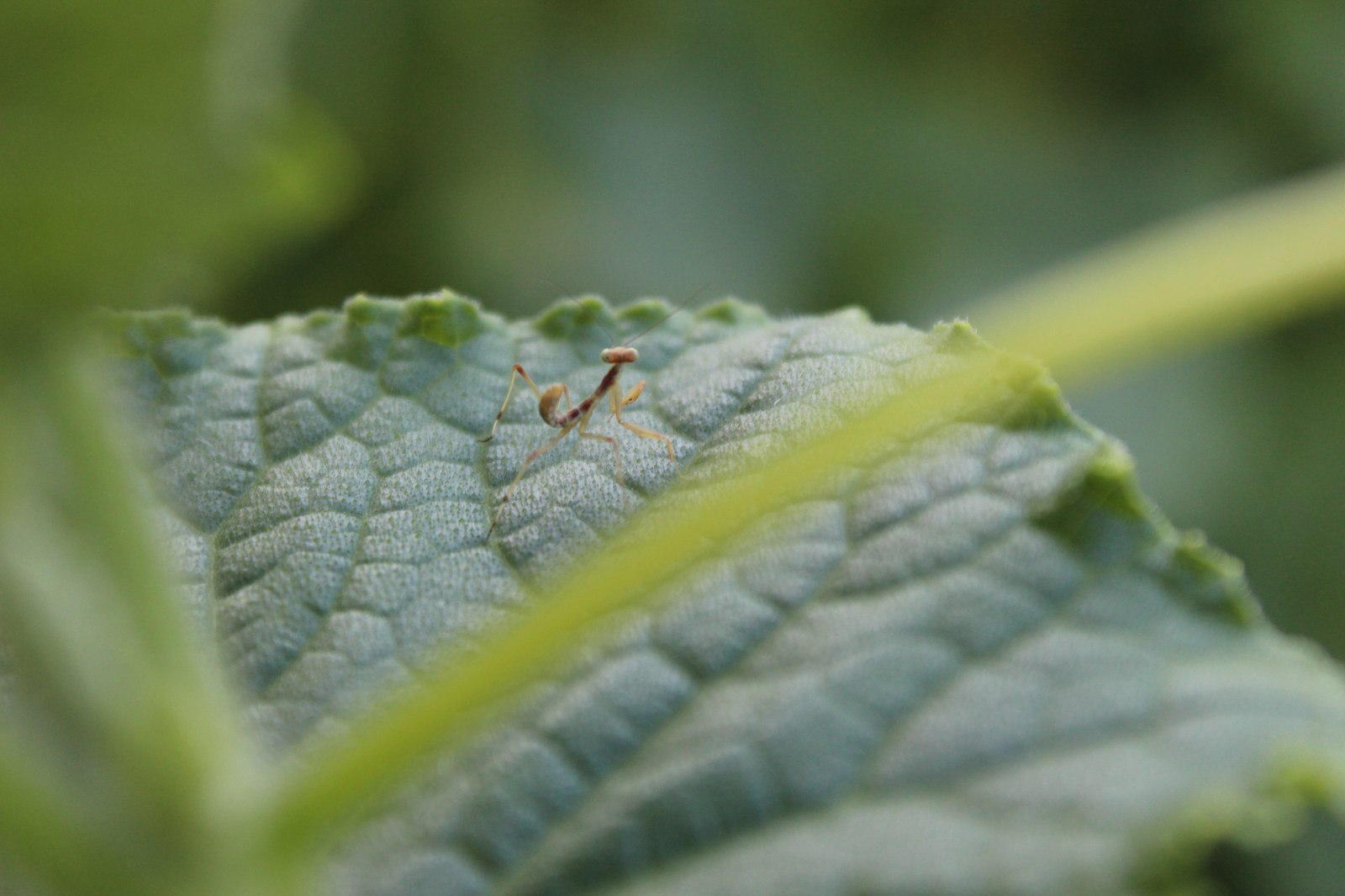 small praying mantises - Mantis, Livestock, Milota, Animals