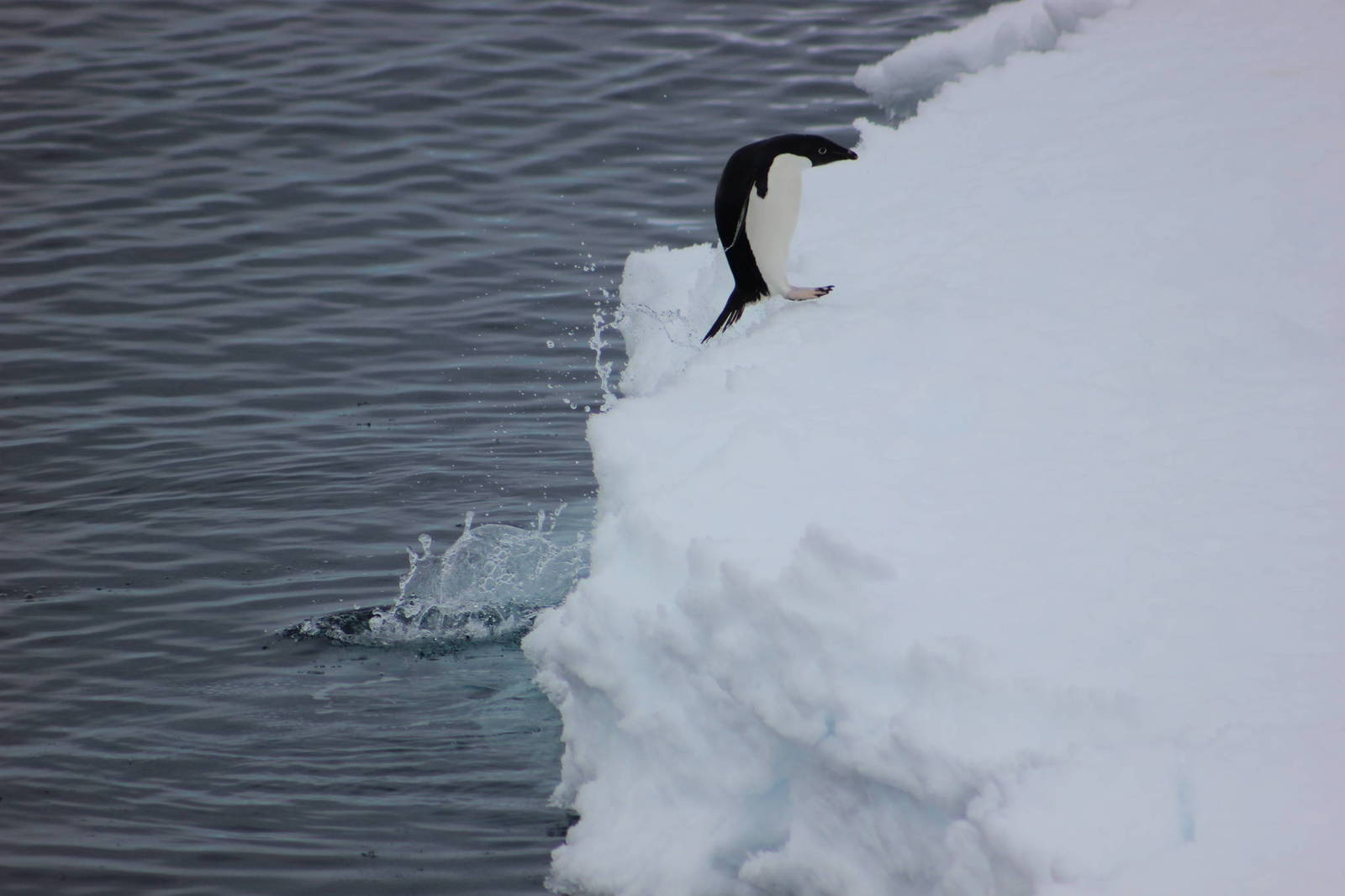 Penguin - My, Penguins, , Antarctica