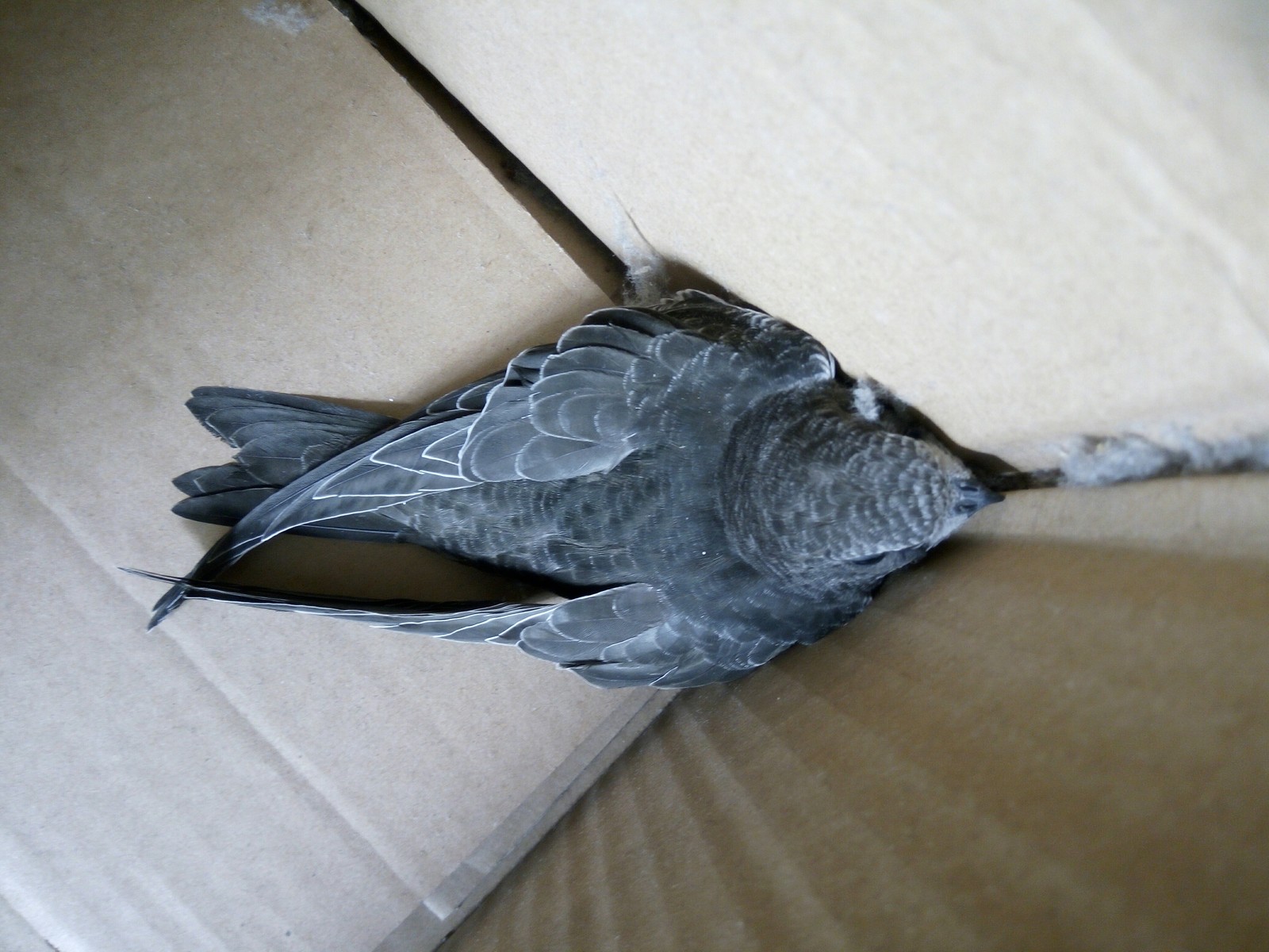 URGENTLY! CITO! We are changing the window in the apartment, we found birds under the windowsill. do not fly, we do not know what to do with it. Who is it? How to deal with them? - Help, Birds, What to do