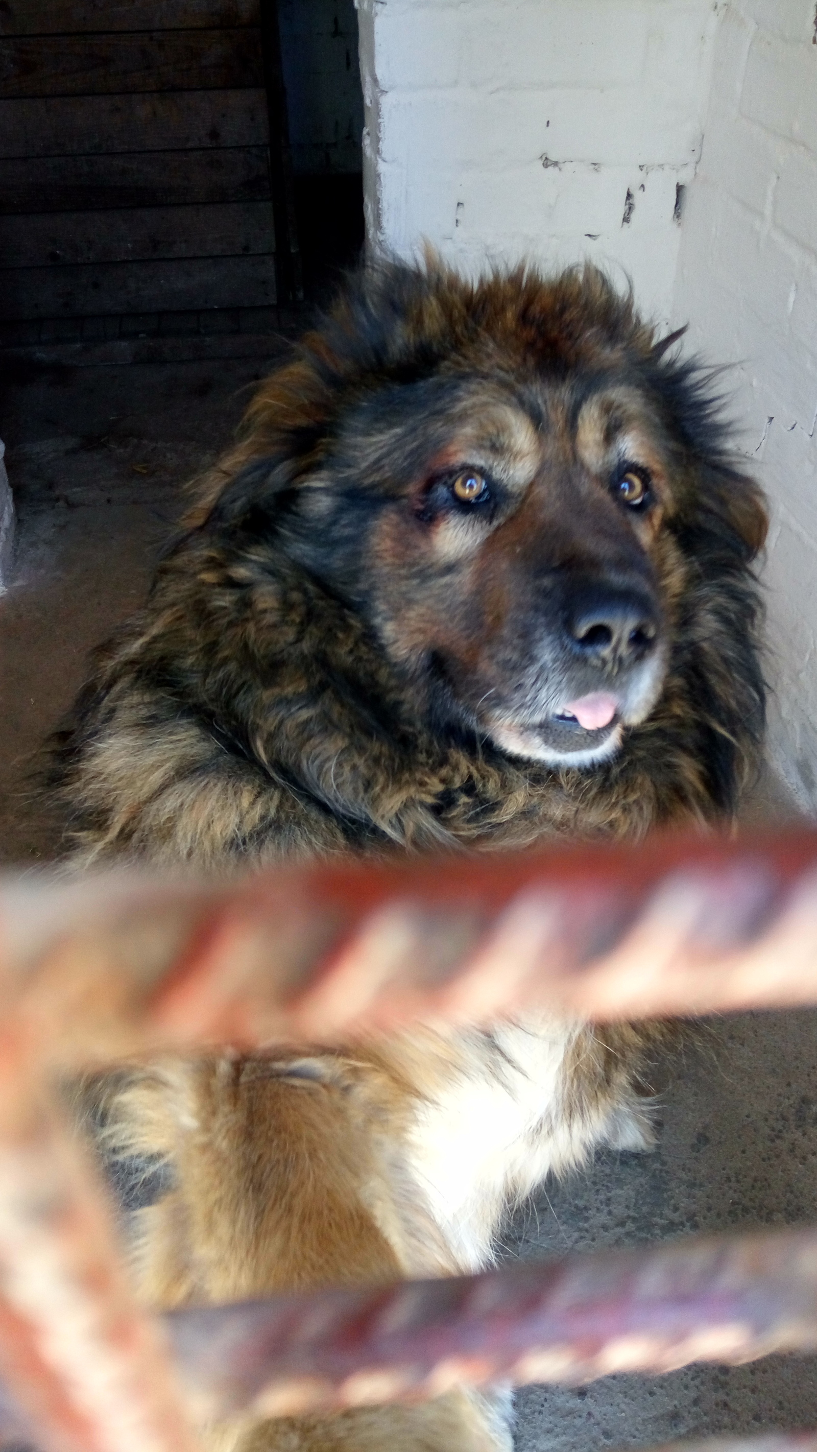 Military dog. - My, Dog, Army, Caucasian Shepherd Dog, DMB, Longpost, Demobilization