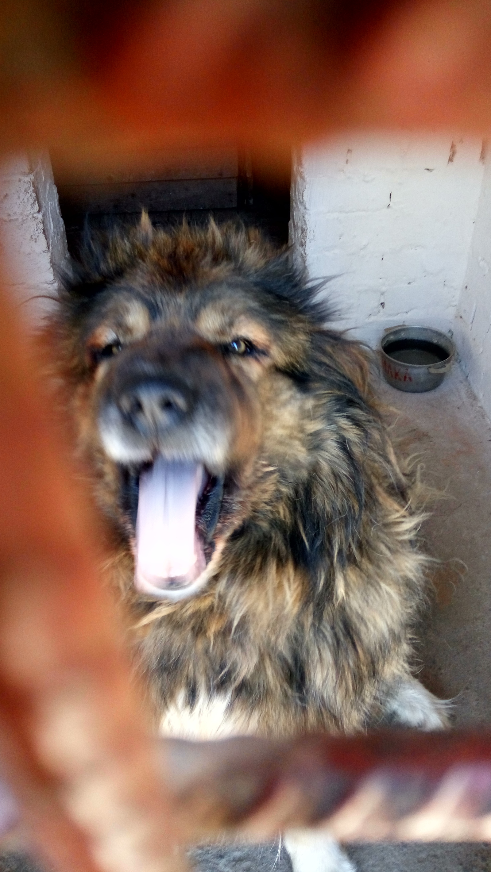 Military dog. - My, Dog, Army, Caucasian Shepherd Dog, DMB, Longpost, Demobilization