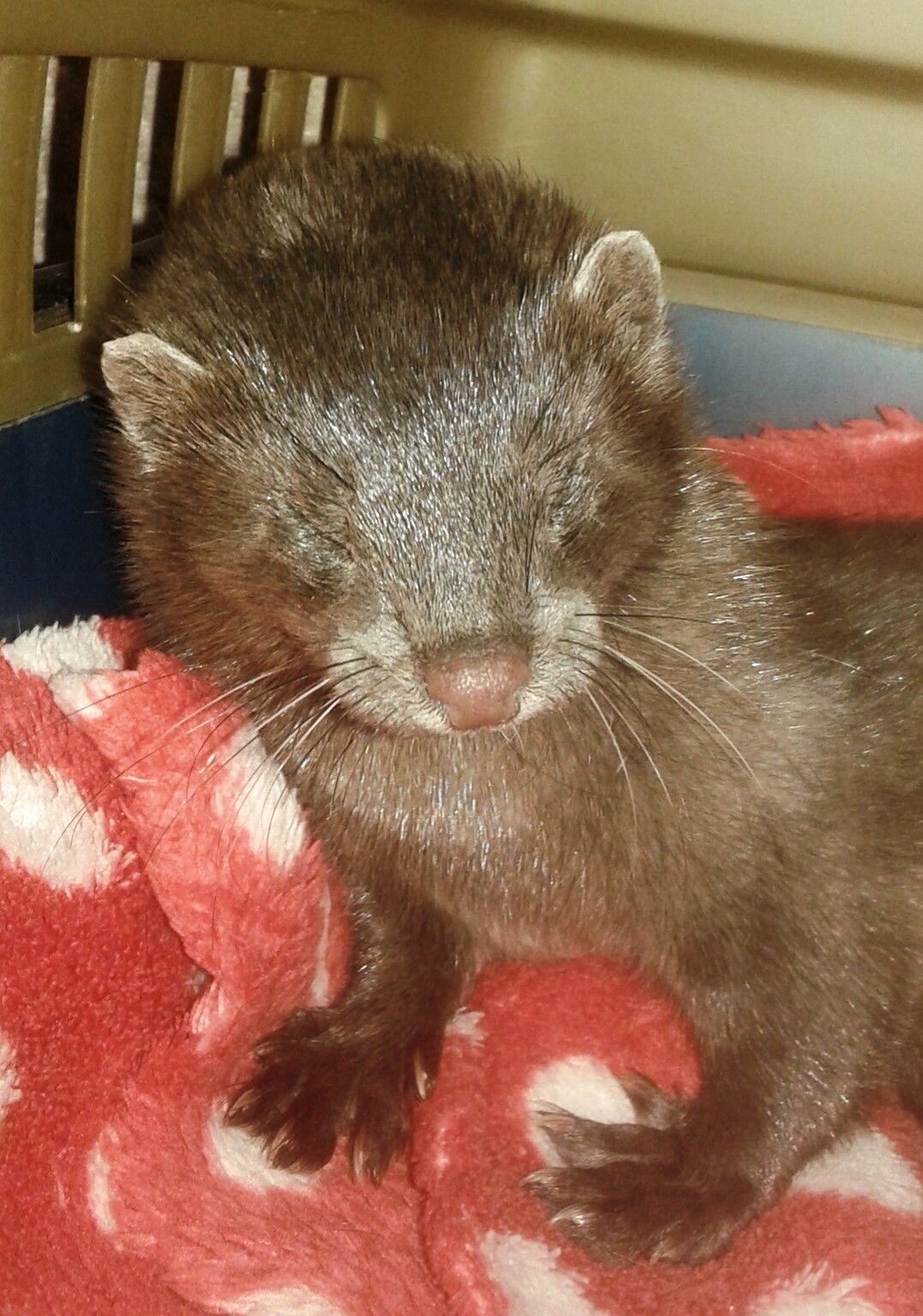 Introduction to minks. Knopa - My, Mink, American mink, Domestic mink, Mink in the house, Exotic animals, Longpost