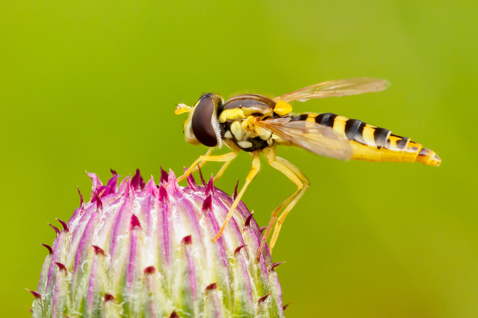 Macro. Insects - My, Macro, The photo, Insects, Bumblebee, Dragonfly, Olympus, Longpost, Macro photography