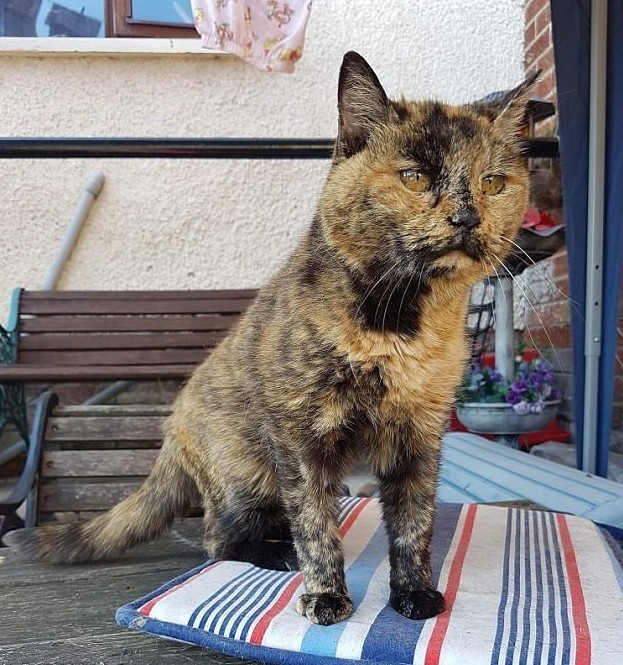 The oldest cat in the world successfully underwent a major operation and will live on - cat, , , Longpost