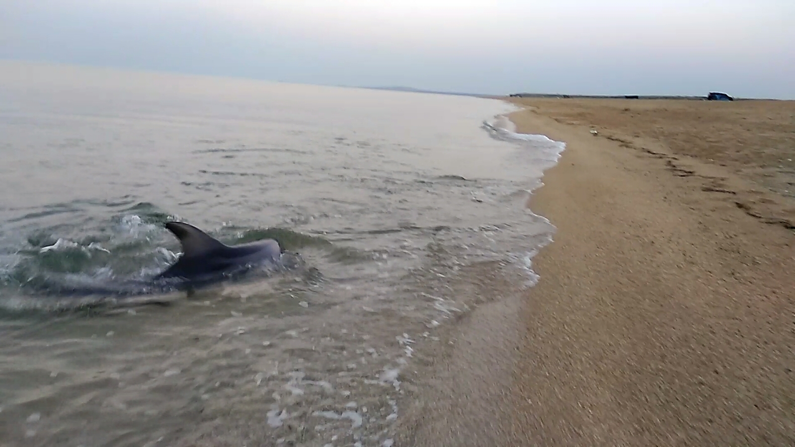 Dolphins - My, Dolphin, Sea, Shore, Crimea