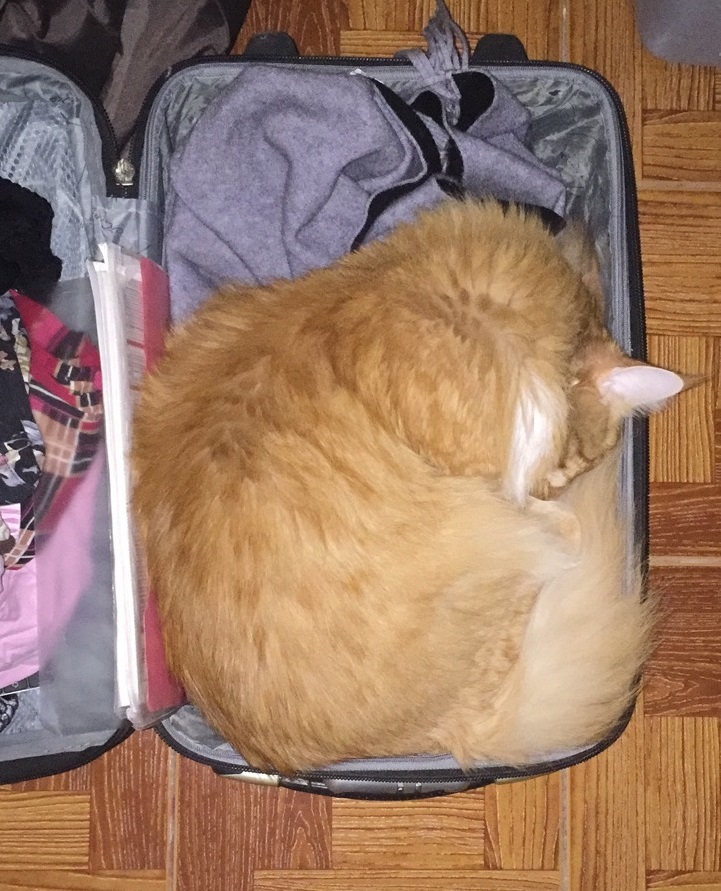 Indeed, where am I going without a cat - My, cat, Vacation, Does not let go, Maine Coon