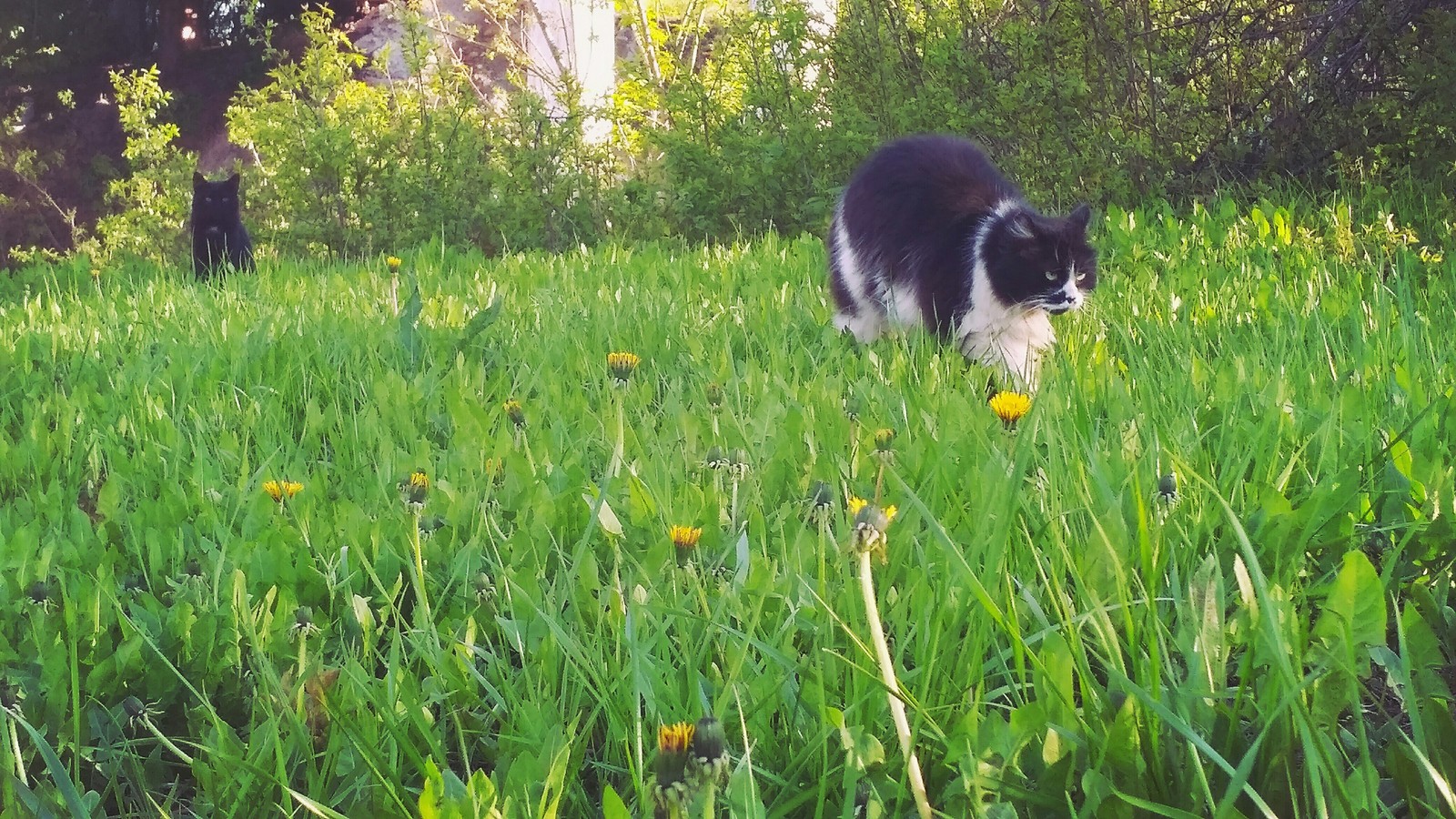 Run behind him - My, cat, Black cat