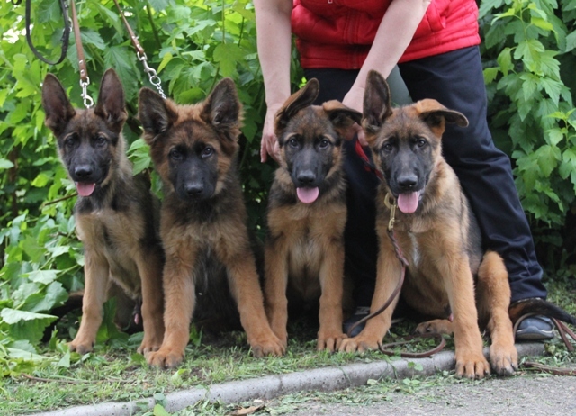 In the park. - My, Dog, German Shepherd, Puppies