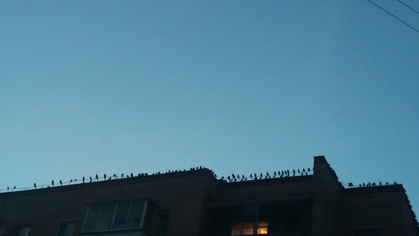 Evening meeting - My, Meeting, Birds