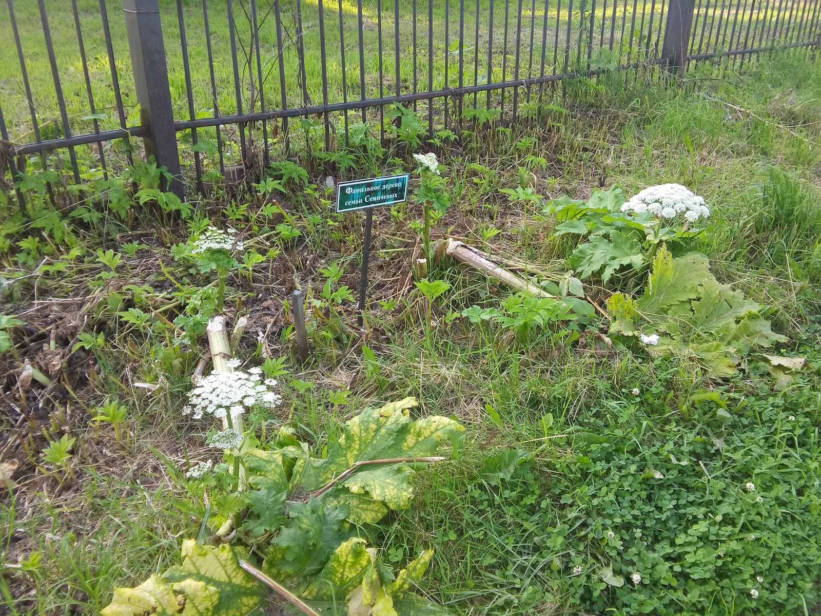 Family hogweed - My, Hogweed, , Genealogical tree, Casus, Cherepovets