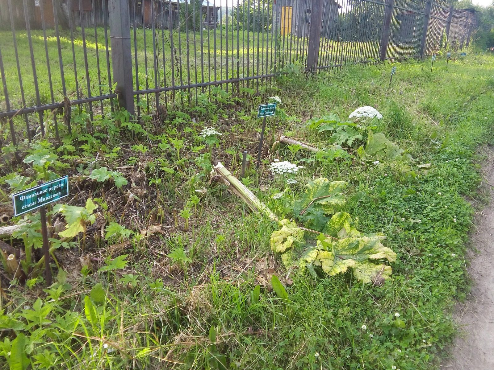 Family hogweed - My, Hogweed, , Genealogical tree, Casus, Cherepovets