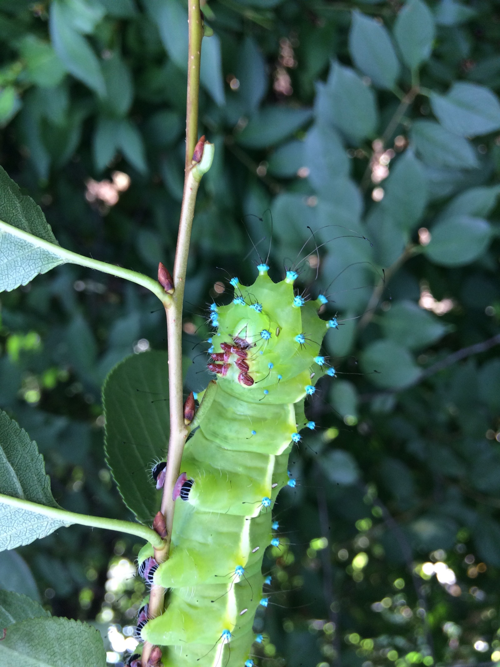 Beautiful big caterpillar - My, Insects, Caterpillar, League of biologists, Longpost