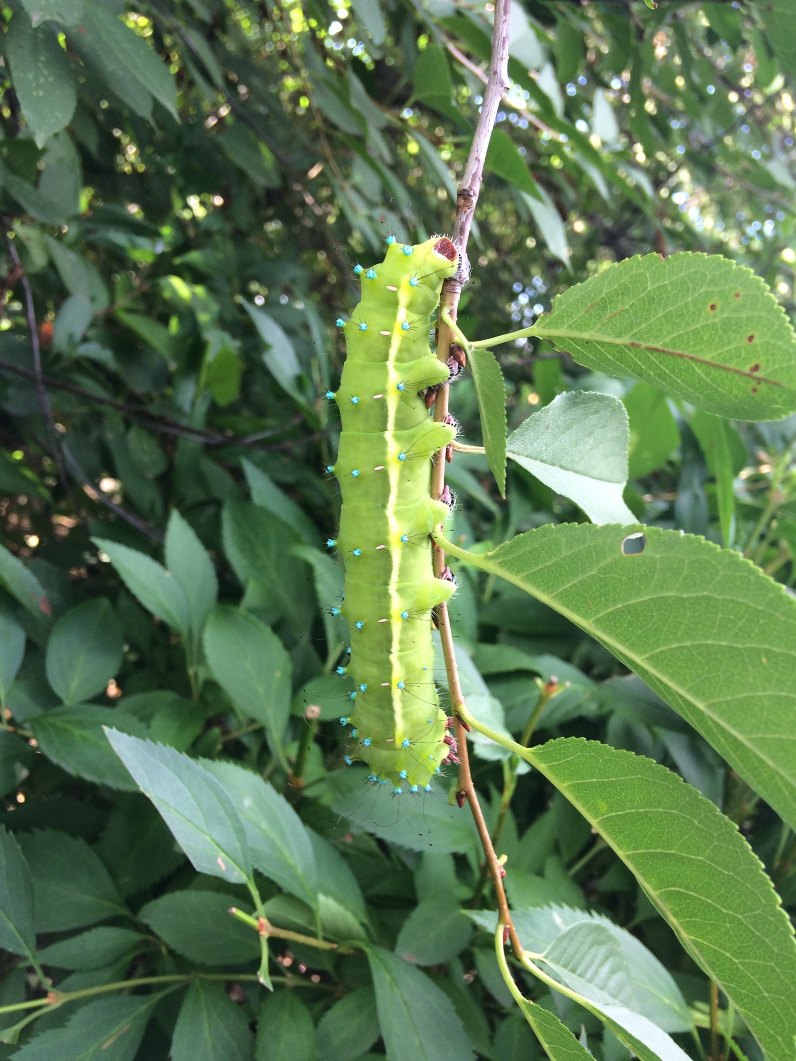 Beautiful big caterpillar - My, Insects, Caterpillar, League of biologists, Longpost